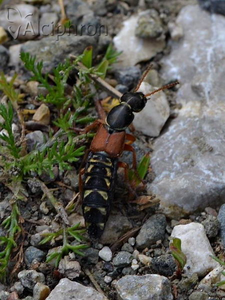 Staphylinus caesareus