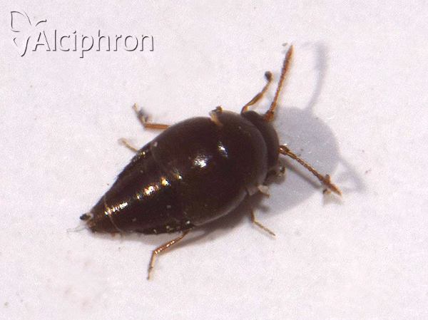 Cypha longicornis