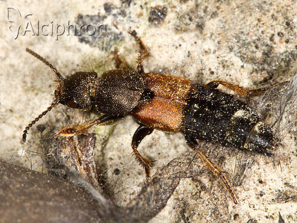 Platydracus chalcocephalus
