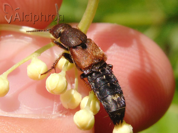 Platydracus chalcocephalus