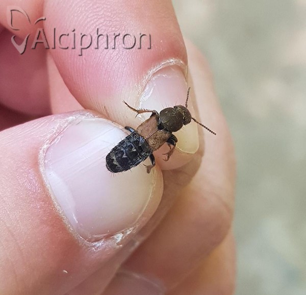 Platydracus chalcocephalus