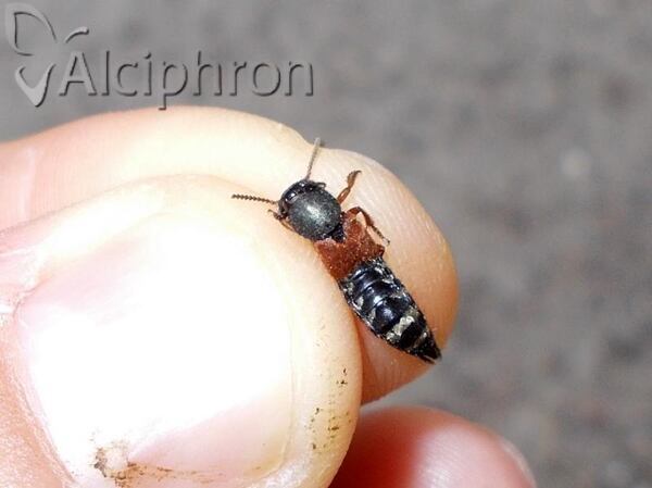 Platydracus stercorarius