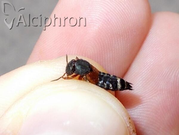 Platydracus stercorarius