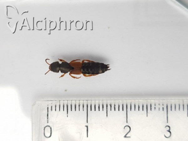 Platydracus stercorarius