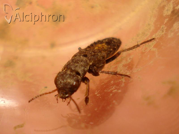 Ontholestes haroldi