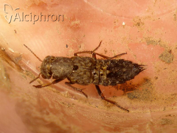Ontholestes haroldi