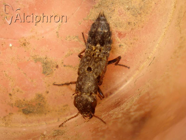 Ontholestes haroldi