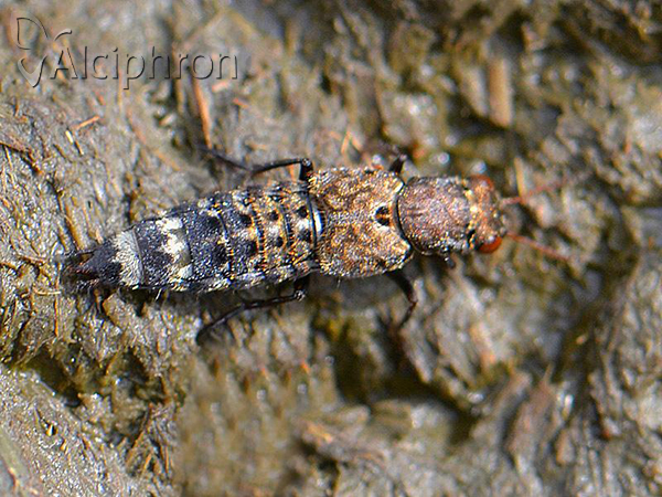 Ontholestes haroldi