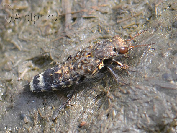 Ontholestes haroldi