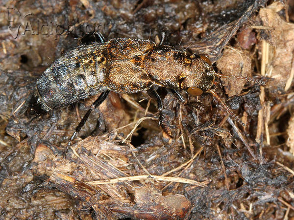 Ontholestes murinus