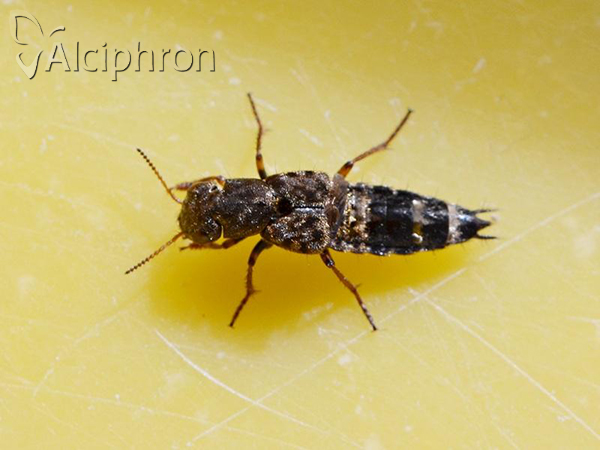 Ontholestes murinus