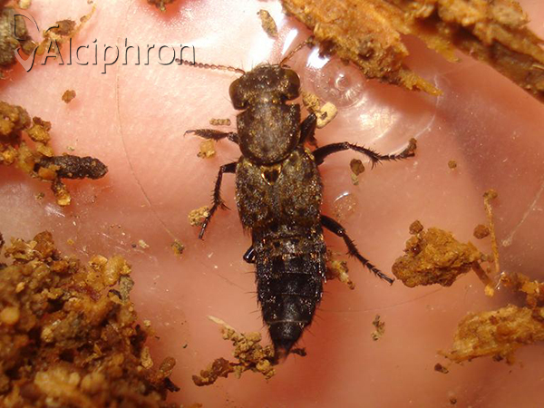 Ontholestes murinus