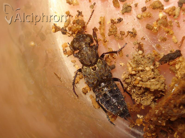 Ontholestes murinus