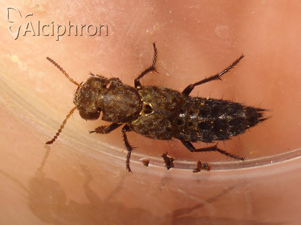 Ontholestes murinus