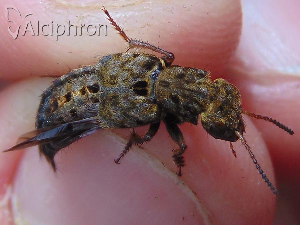 Ontholestes tessellatus