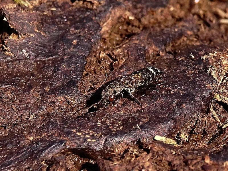 Ontholestes tessellatus