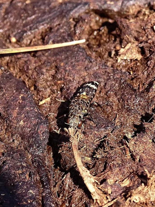 Ontholestes tessellatus