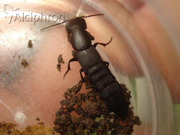 Ocypus nitens