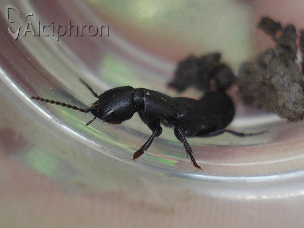 Ocypus nitens