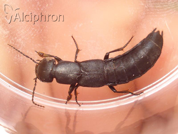Ocypus nitens