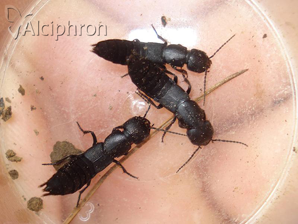 Ocypus nitens