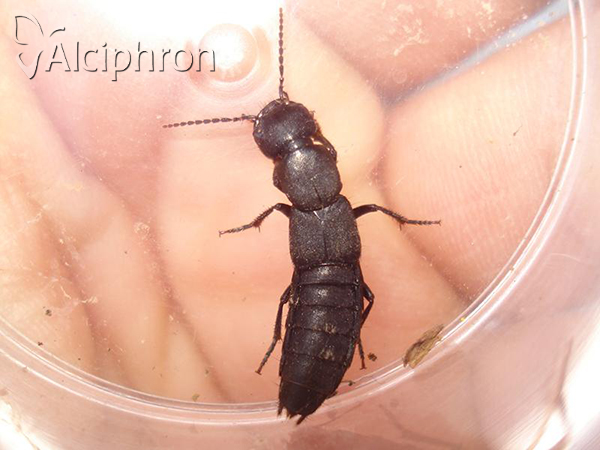Ocypus nitens