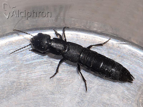 Ocypus nitens