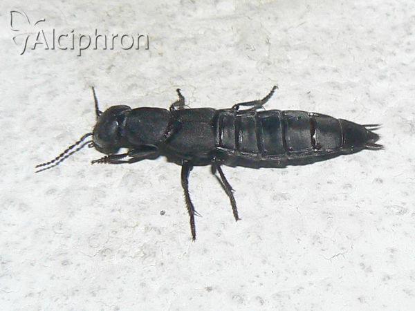 Ocypus olens