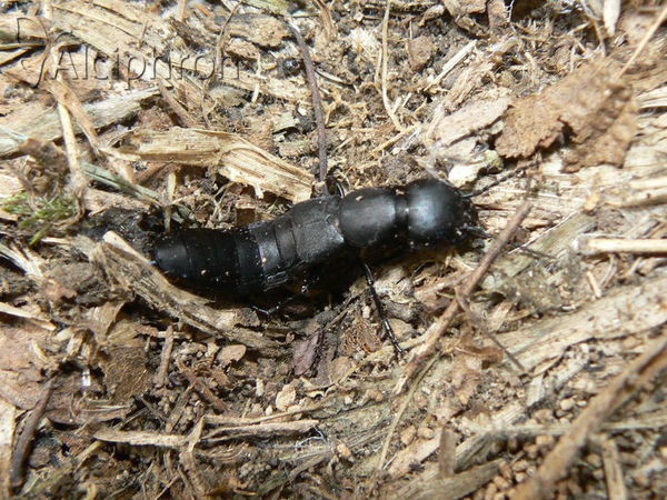Ocypus olens