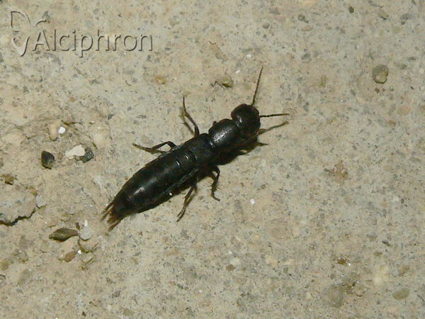 Ocypus olens