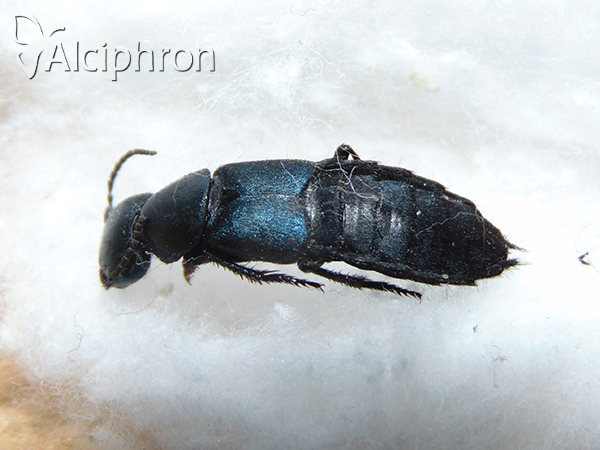Ocypus ophthalmicus