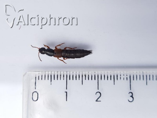 Ocypus fulvipennis
