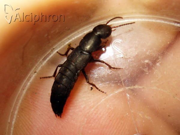Ocypus mus