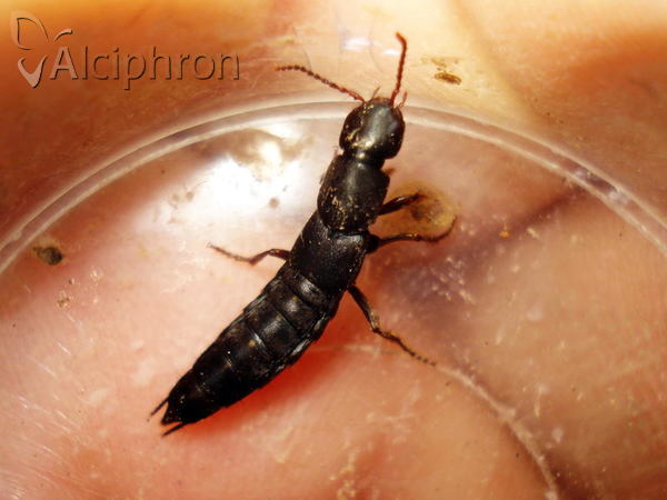 Ocypus mus