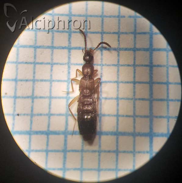 Drusilla canaliculata