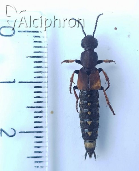 Dinothenarus fossor