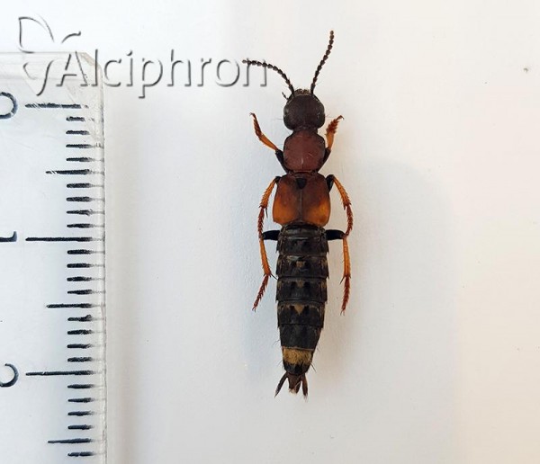Dinothenarus fossor