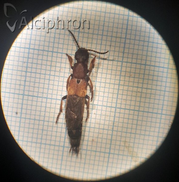 Dinothenarus fossor