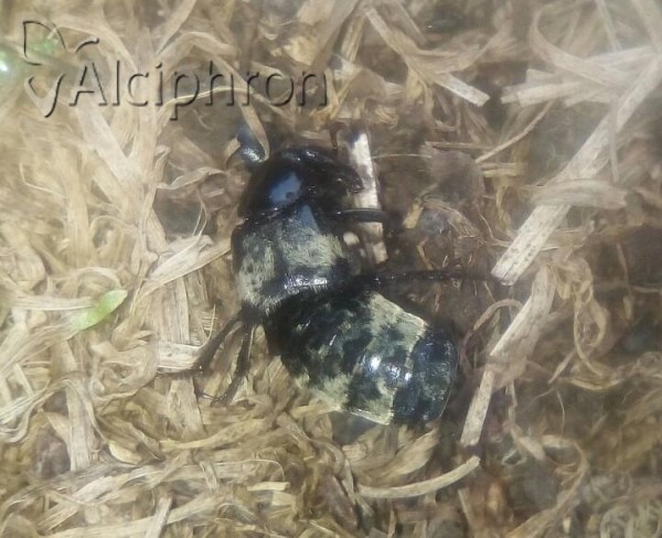 Creophilus maxillosus