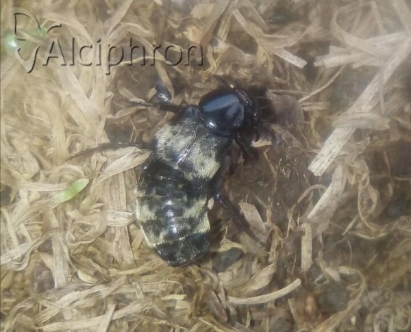 Creophilus maxillosus