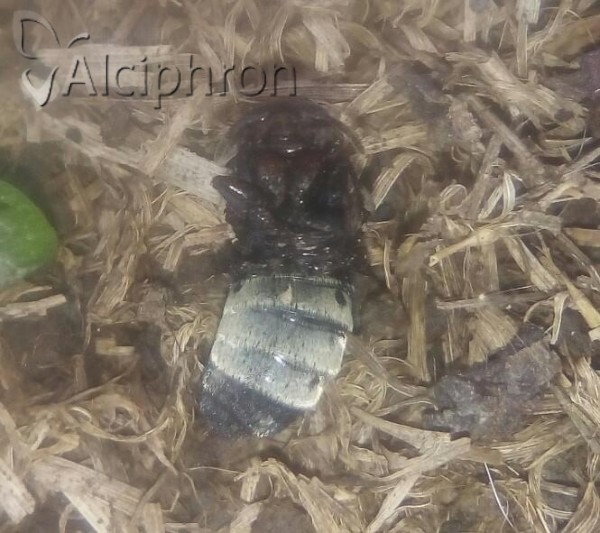 Creophilus maxillosus