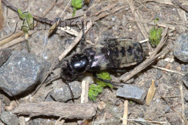 Creophilus maxillosus
