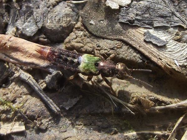 Abemus chloropterus