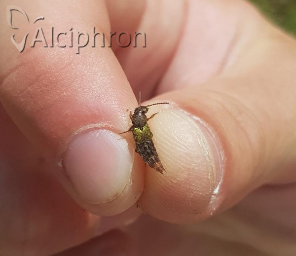 Abemus chloropterus
