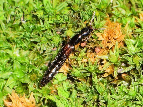Xantholinus linearis