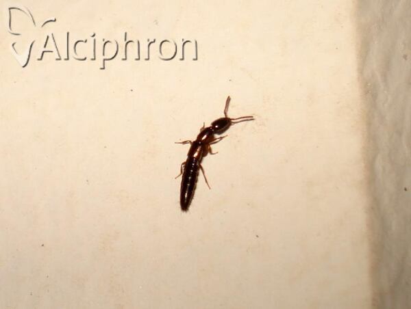 Xantholinus linearis