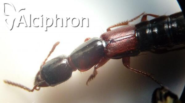 Xantholinus linearis