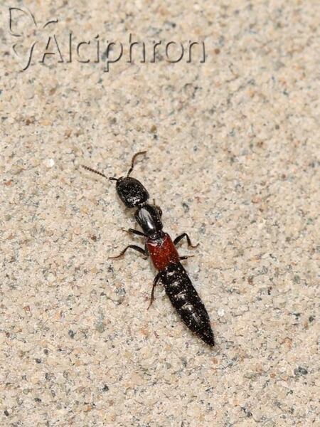 Gauropterus fulgidus