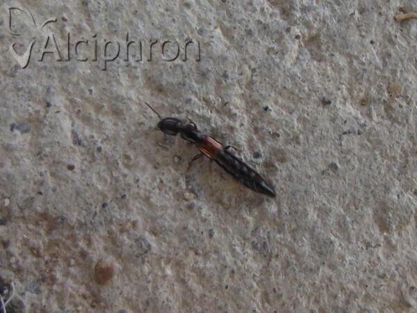 Gauropterus fulgidus