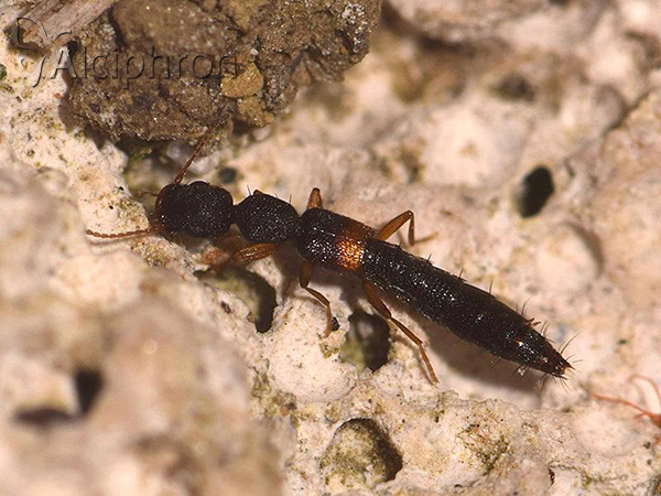 Astenus procerus